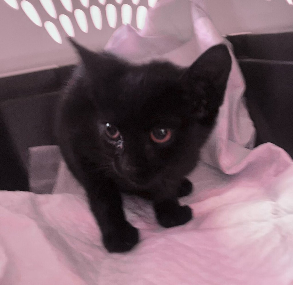 Shelter Stray Female Cat last seen Near Peach Court, El Cajon, CA, 92021, 5500 Gaines St, San Diego, CA 92110, USA