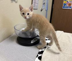 Shelter Stray Male Cat last seen Near Barnard Drive, Oceanside, CA, 92056, Oceanside, CA 92058, USA