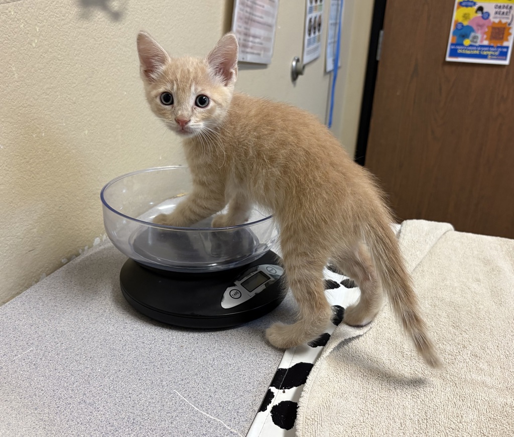 Shelter Stray Male Cat last seen Near Barnard Drive, Oceanside, CA, 92056, Oceanside, CA 92058, USA