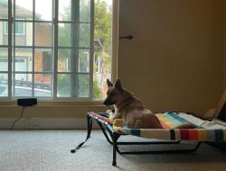 Shelter Stray Male Dog last seen Near W Mission Road, San Marcos, CA, 92069, Escondido, CA 92027, USA