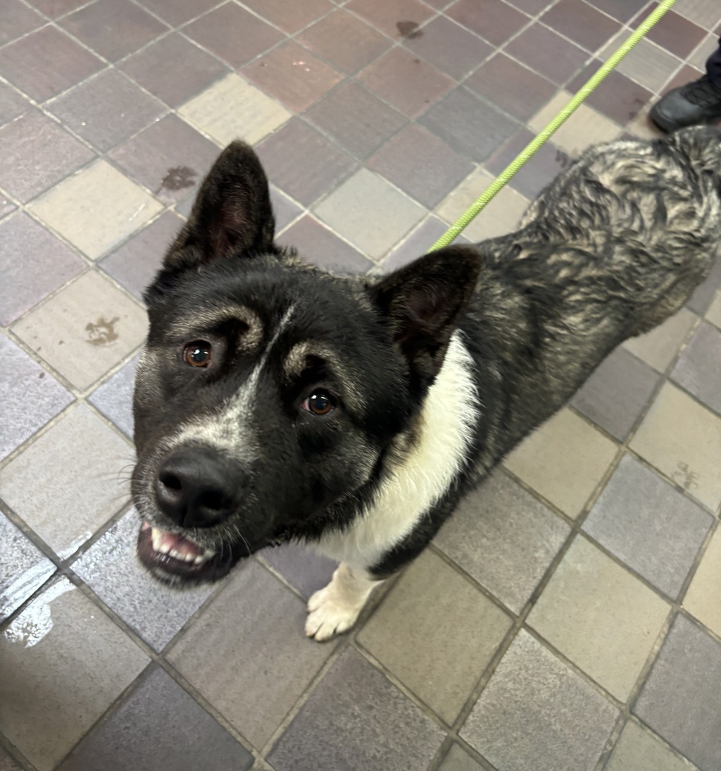 Shelter Stray Male Dog last seen Near Fdr Drive, NEW YORK, NY, 10026, 326 E 110th St, New York, NY 10029, USA