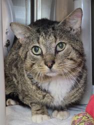 Shelter Stray Male Cat last seen 15th Avenue, BROOKLYN PARK, MD, 21225, 411 Maxwell Frye Rd, Millersville, MD 21108, USA