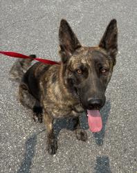 Shelter Stray Female Dog last seen Ironbridge Road and Beach Road, CHESTERFIELD, VA, 23832, 9300 Public Works Rd, Chesterfield, VA 23832, USA