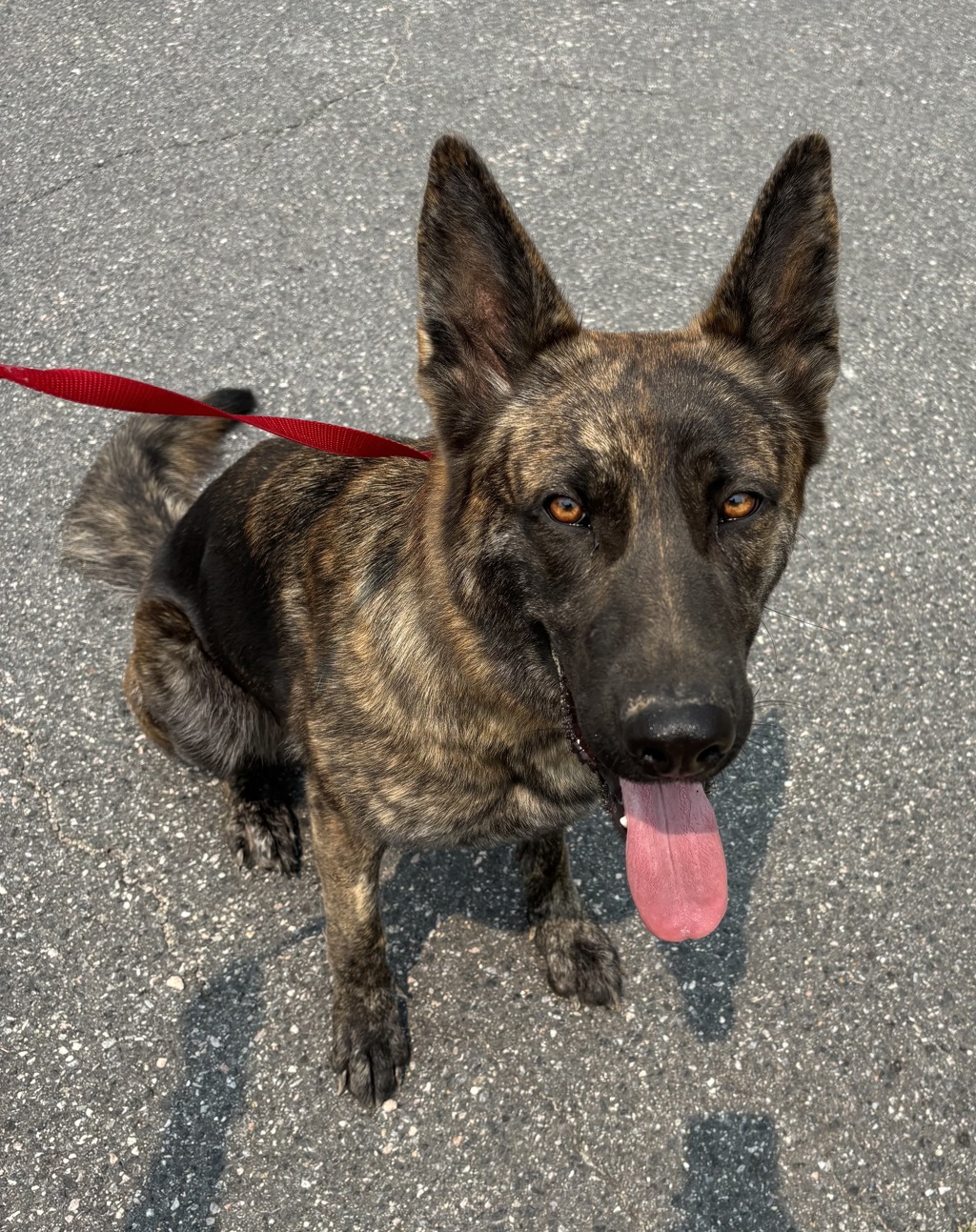 Shelter Stray Female Dog last seen Ironbridge Road and Beach Road, CHESTERFIELD, VA, 23832, 9300 Public Works Rd, Chesterfield, VA 23832, USA
