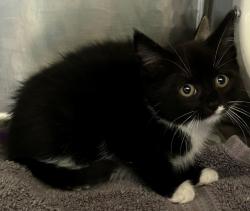 Shelter Stray Female Cat last seen College Avenue, STATEN ISLAND, NY, 10314, 3139 Veterans Rd W, Staten Island, NY 10309, USA