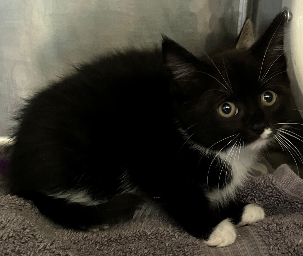 Shelter Stray Female Cat last seen College Avenue, STATEN ISLAND, NY, 10314, 3139 Veterans Rd W, Staten Island, NY 10309, USA