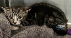 Shelter Stray Female Cat last seen College Avenue, STATEN ISLAND, NY, 10314, 3139 Veterans Rd W, Staten Island, NY 10309, USA