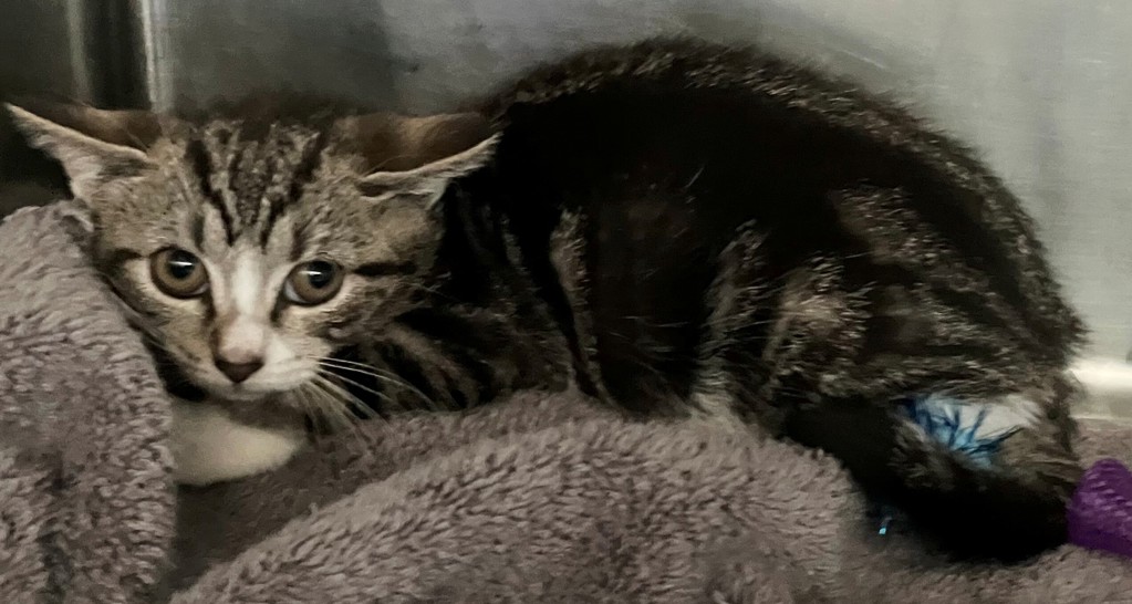Shelter Stray Female Cat last seen College Avenue, STATEN ISLAND, NY, 10314, 3139 Veterans Rd W, Staten Island, NY 10309, USA