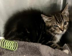 Shelter Stray Female Cat last seen College Avenue, STATEN ISLAND, NY, 10314, 3139 Veterans Rd W, Staten Island, NY 10309, USA
