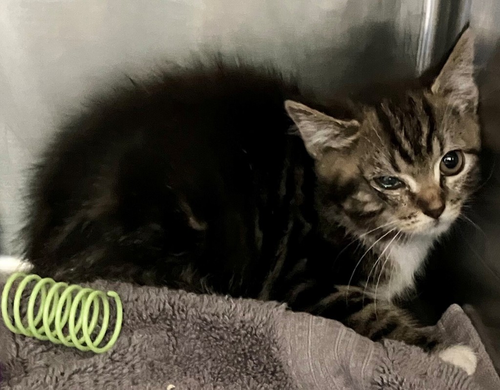 Shelter Stray Female Cat last seen College Avenue, STATEN ISLAND, NY, 10314, 3139 Veterans Rd W, Staten Island, NY 10309, USA