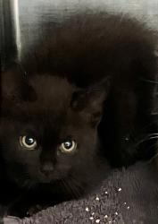 Shelter Stray Female Cat last seen College Avenue, STATEN ISLAND, NY, 10314, 3139 Veterans Rd W, Staten Island, NY 10309, USA