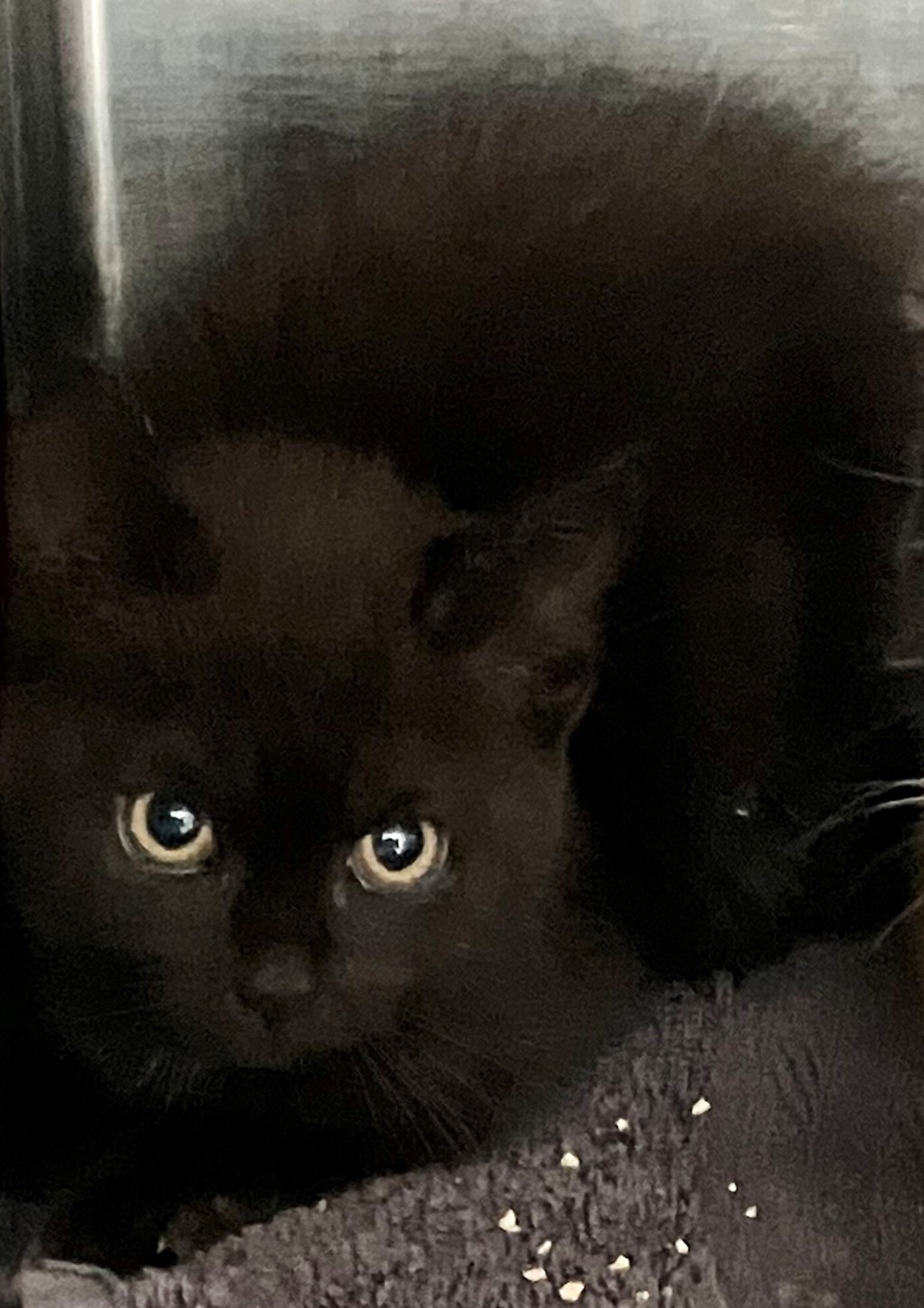 Shelter Stray Female Cat last seen College Avenue, STATEN ISLAND, NY, 10314, 3139 Veterans Rd W, Staten Island, NY 10309, USA
