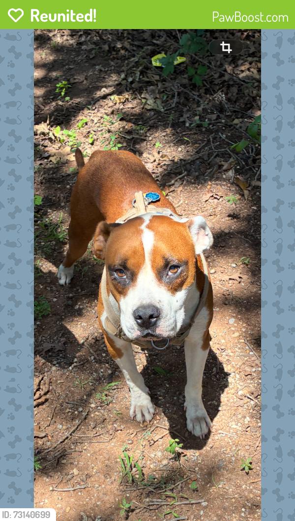 Reunited Male Dog last seen New Hope and Gaddy, Tecumseh, OK 74873