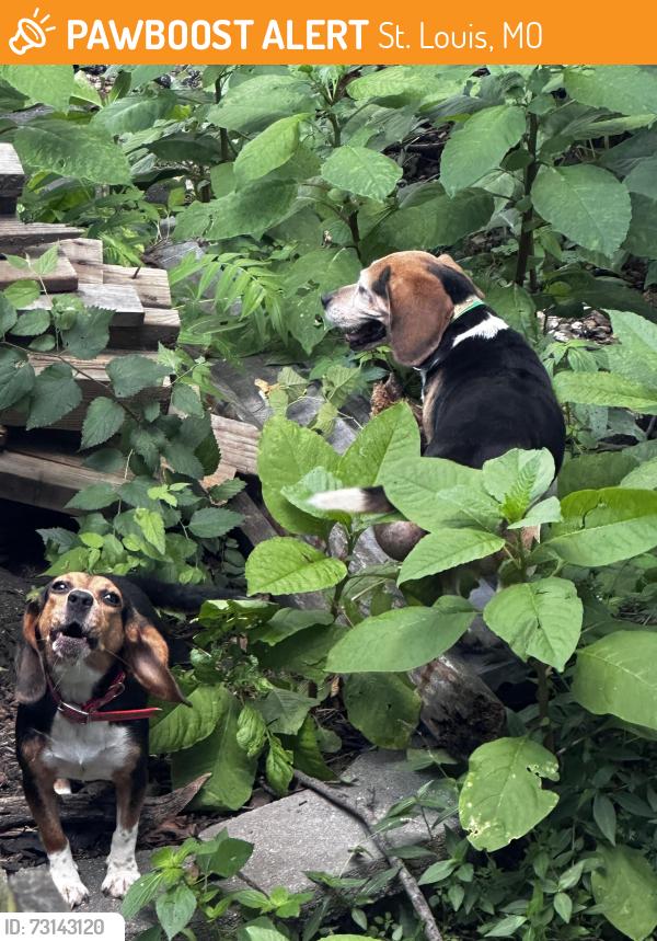 Found/Stray Unknown Dog last seen Near Arsenal, St. Louis, MO 63116
