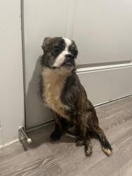 Found/Stray Male Dog last seen Ariza Easton Park apmts, Austin, TX 78744