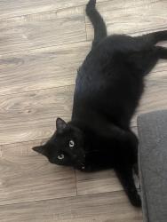 Lost Male Cat last seen Manhattan Way, Modesto, CA 95358