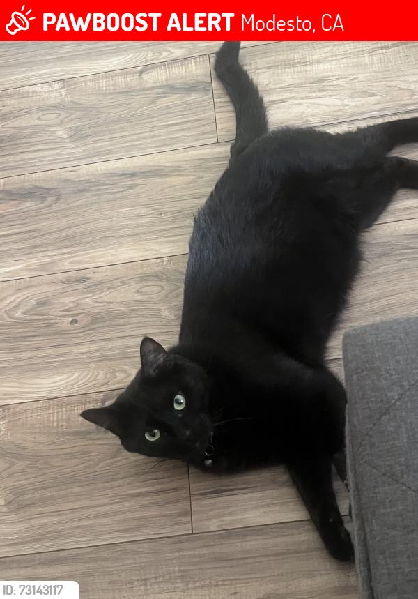 Lost Male Cat last seen Manhattan Way, Modesto, CA 95358
