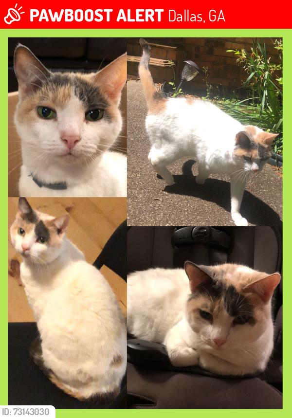 Lost Female Cat last seen Neighborhood near Sunshine hse Daycare, near Dallas Kroger and QT gas station intersection., Dallas, GA 30157