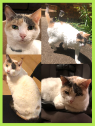Lost Female Cat last seen Neighborhood near Sunshine hse Daycare, near Dallas Kroger and QT gas station intersection., Dallas, GA 30157