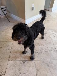 Found/Stray Male Dog last seen Alhambra Circle, Coral Gables, FL 33134