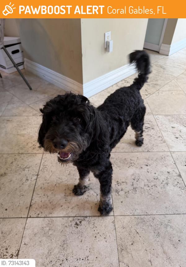 Found/Stray Male Dog last seen Alhambra Circle, Coral Gables, FL 33134