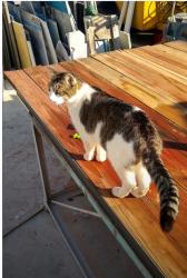 Lost Male Cat last seen Atlantic st, Branstetter, Roseville, CA 95678