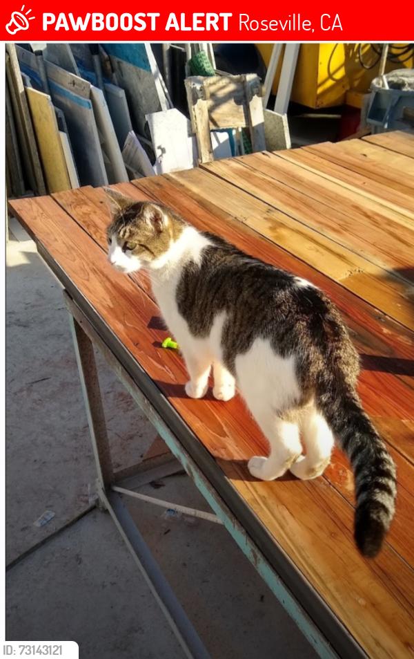 Lost Male Cat last seen Atlantic st, Branstetter, Roseville, CA 95678