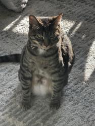 Reunited Male Cat last seen Lansdowne neighborhood, Leesburg, VA 20176