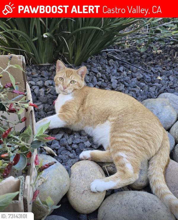 Lost Male Cat last seen Alcorn Place, Castro Valley, Castro Valley, CA 94546