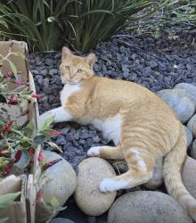 Lost Male Cat last seen Alcorn Place, Castro Valley, Castro Valley, CA 94546