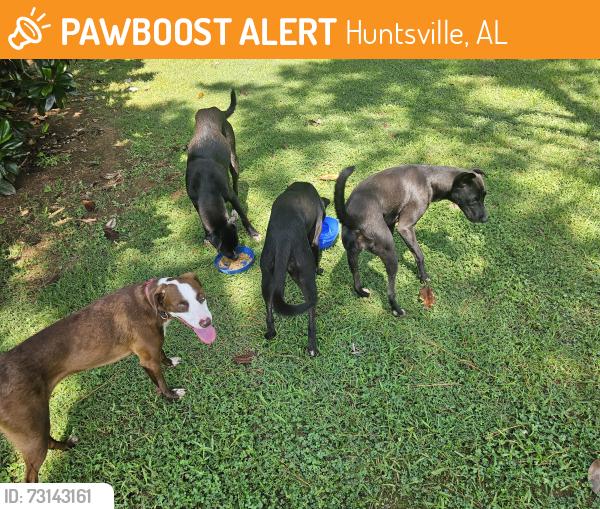 Found/Stray Unknown Dog last seen Blake Bottom and Bishop Rd, Huntsville, AL 35806