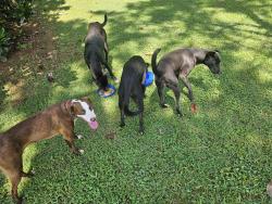 Found/Stray Unknown Dog last seen Blake Bottom and Bishop Rd, Huntsville, AL 35806