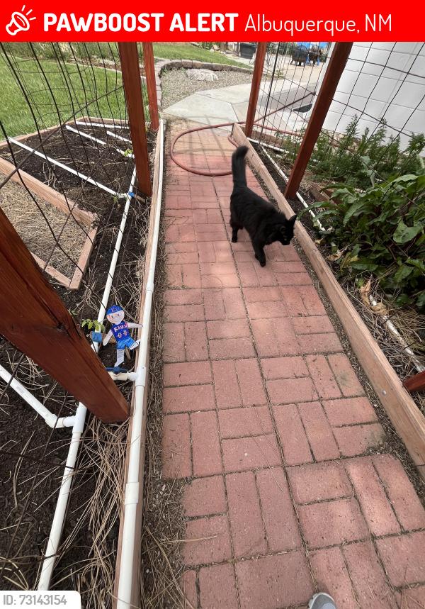 Lost Female Cat last seen Paradise Hills Golf Course / west of Paradise Blvd. and Golf Course, Albuquerque, NM 87114