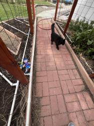 Lost Female Cat last seen Paradise Hills Golf Course / west of Paradise Blvd. and Golf Course, Albuquerque, NM 87114