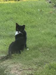 Found/Stray Unknown Cat last seen Dunbarton, Atlanta, GA 30319