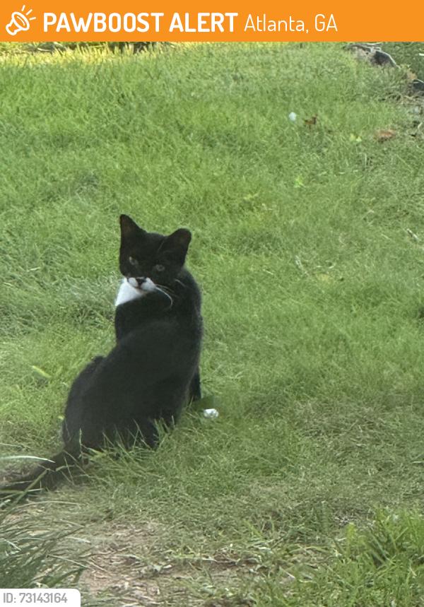 Found/Stray Unknown Cat last seen Dunbarton, Atlanta, GA 30319