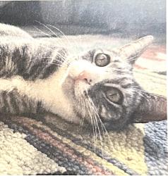 Lost Female Cat last seen Monterey Road, South Pasadena, CA 91030