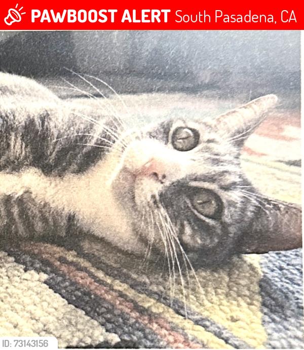 Lost Female Cat last seen Monterey Road, South Pasadena, CA 91030