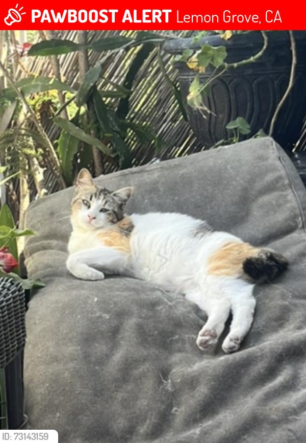 Lost Female Cat last seen Central ave, Lemon Grove, CA 91945