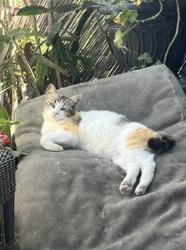 Lost Female Cat last seen Central ave, Lemon Grove, CA 91945