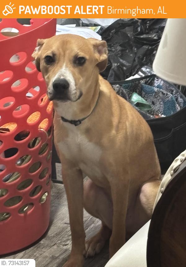 Found/Stray Male Dog last seen 14th Avenue North, Birmingham, AL 35204