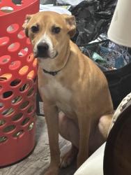 Found/Stray Male Dog last seen 14th Avenue North, Birmingham, AL 35204