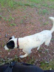 Found/Stray Male Dog last seen North 4th Ave and ocean Blvd Myrtle Beach SC, Myrtle Beach, SC 29577