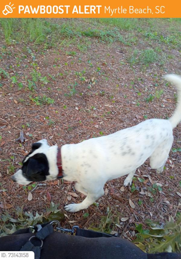 Found/Stray Male Dog last seen North 4th Ave and ocean Blvd Myrtle Beach SC, Myrtle Beach, SC 29577