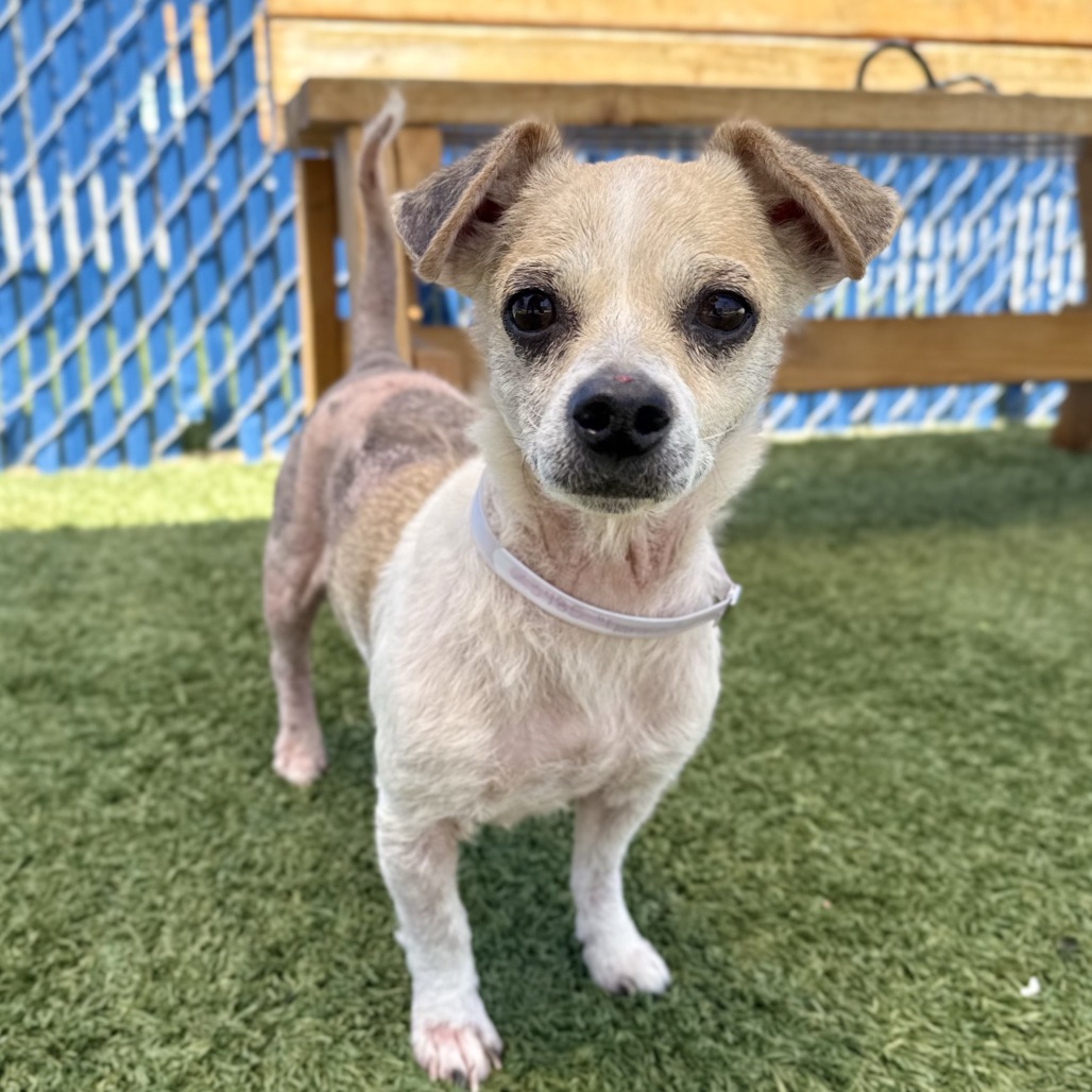Shelter Stray Female Dog last seen , 12910 Yukon Ave, Hawthorne, CA 90250, USA