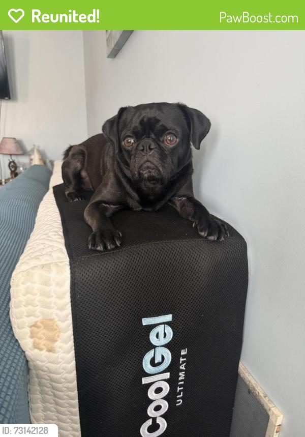 Reunited Male Dog last seen Beyer blvd and Luckie Waller park, San Diego, CA 92154