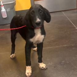 Shelter Stray Female Dog last seen , 3428 S Jenkins Ave, Norman, OK 73072, USA
