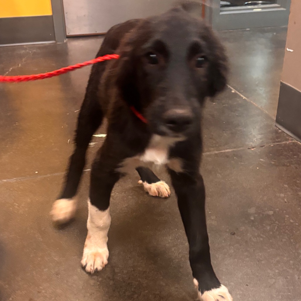 Shelter Stray Male Dog last seen , 3428 S Jenkins Ave, Norman, OK 73072, USA