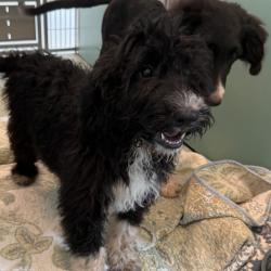 Shelter Stray Female Dog last seen , 3428 S Jenkins Ave, Norman, OK 73072, USA