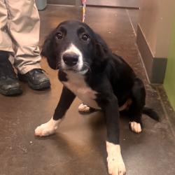 Shelter Stray Male Dog last seen , 3428 S Jenkins Ave, Norman, OK 73072, USA